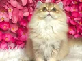 Irk Standartlarında british longhair dişi 