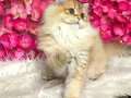 Irk Standartlarında british longhair dişi 