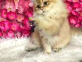 Irk Standartlarında british longhair dişi 
