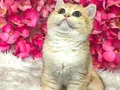 British shorthair dişi ny12
