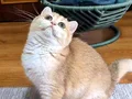 British shorthair dişi ny12