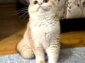 British shorthair dişi ny12