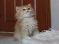 British longhair erkek 