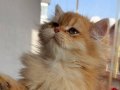 British Longhair Golden erkek 