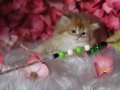 British longhair BY12 dişi