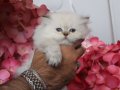 British longhair Golden Point dişi 