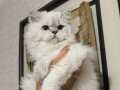 Erkek british longhair 6 aylık 