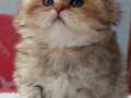Longhair Erkek Bebek