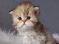 British Longhair safkan Erkek 