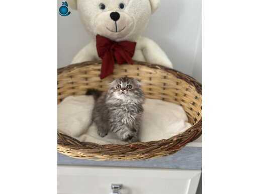 Scottish Fold Longhair