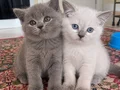 Blue & Blue point