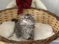 Scottish Fold Longhair