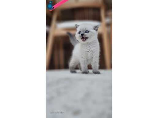  SAFKAN BLUE POİNTLER 