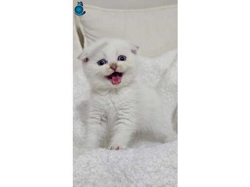 PATİLERİYLE KALBİNİZİ ÇALACAK MİNİKLERİMİZ 13 TANE SAFKAN