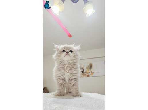 10 SAFKAN YAVRU EVDE YETİŞMEKTEDIR EN IYILER