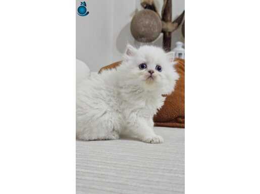 MÜKEMMELİN VÜCUT BULMUŞ HALLERİ SAFKAN VE CANA YAKIN