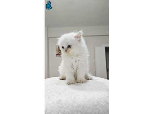 VETERINERDEN BRITISH LONGHAIR MUHTEŞEM