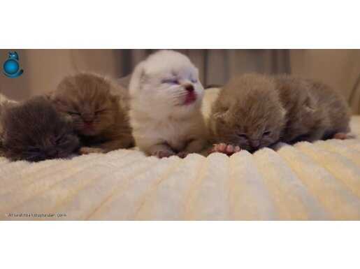 SCHOOTISH FOLD VE BRITISH SHORTHAIR REZERVE AÇIKLAMAYI OKU