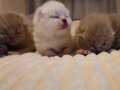 SCHOOTISH FOLD VE BRITISH SHORTHAIR REZERVE AÇIKLAMAYI OKU