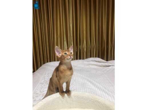 Safkan Secereli Abyssinian Yavru