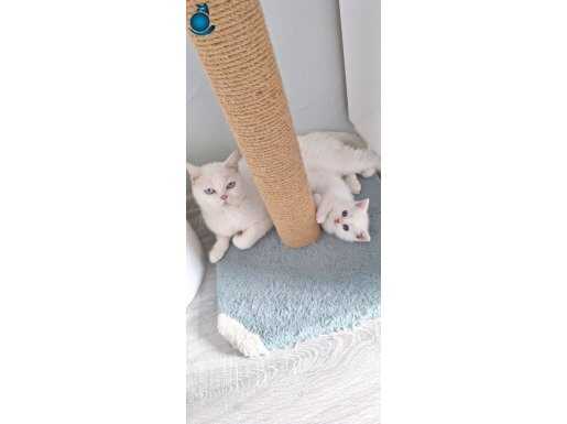 İki aylık sağlıklı yavrular 