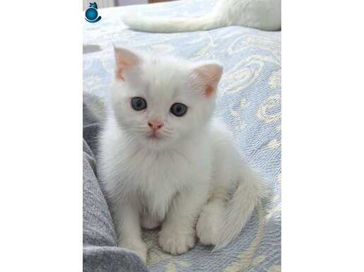 İki aylık erkek yavrumuz 