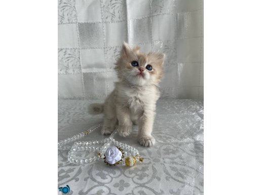 Çok güzel ve oyuncu bıdıklar