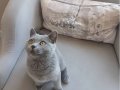 yavru british shorthair 
