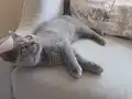 yavru british shorthair 