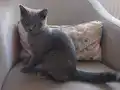 yavru british shorthair 