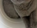 yavru british shorthair 