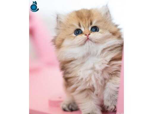 GOLDEN SHADED LONGHAİR 