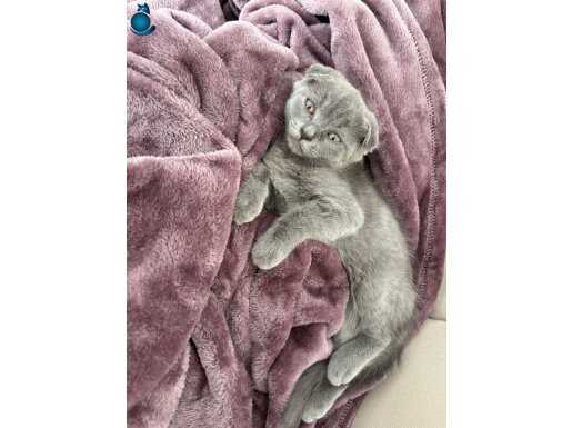 2 Aylık Erkek Scottish 