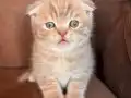Blue & Cream 40 Günlük British Shorthair Yavrular