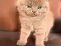 Blue & Cream 40 Günlük British Shorthair Yavrular