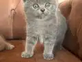 Blue & Cream 40 Günlük British Shorthair Yavrular