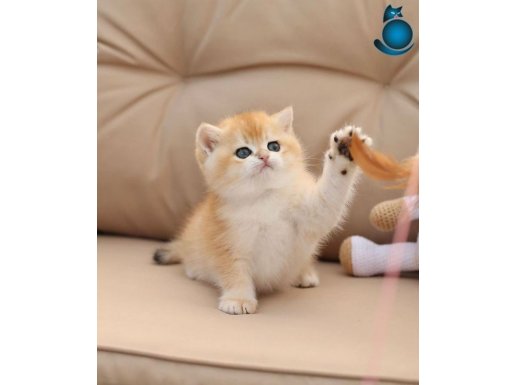 British shorthair GOLDEN SHELL (AÇIKLAMAYI OKUYUNUZ)
