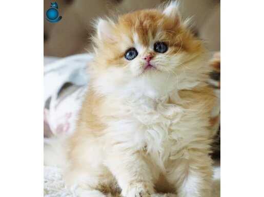 ŞECERELİ BRITISH LONGHAIR NY11 GOLDEN ENDOMORF KEMİKLİ