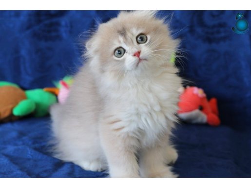 Blue golden ay11 ve ny11 long hair