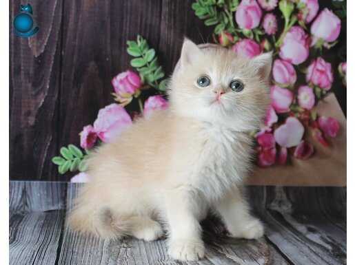 CY12 ve NY12 ÖZEL BEBEKLER DEĞERİNİ BİLENLER