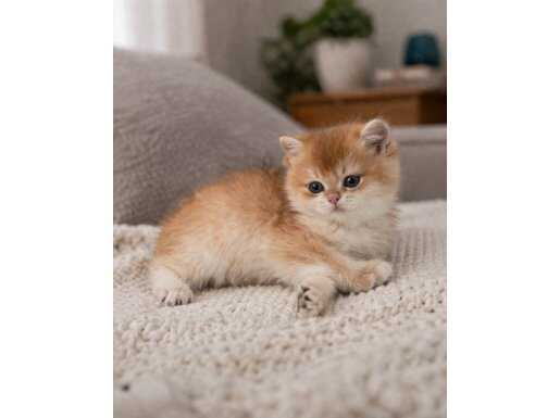 BRİTİSH SHORTHAİR NY11/12 DİŞİ 