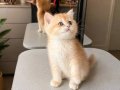 Ev Ortamında Yetişmiş Altın Tüylü British Shorthair NY12