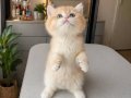 Ev Ortamında Yetişmiş Altın Tüylü British Shorthair NY12