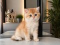 Ev Ortamında Yetişmiş Altın Tüylü British Shorthair NY12