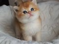 BRİTİSH GOLDEN