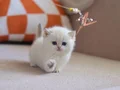 SHORT VE LONG POİNT BEBEKLER