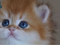 BRİTİSH GOLDEN LONG DEĞERİNİ BİLENLER