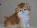 BRİTİSH GOLDEN LONG DEĞERİNİ BİLENLER
