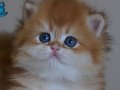BRİTİSH GOLDEN LONG DEĞERİNİ BİLENLER
