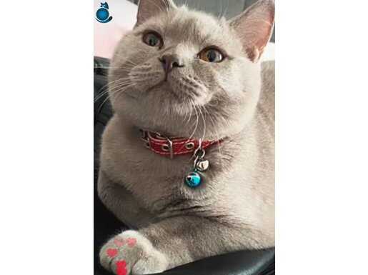 British shorthi cinsel 3 yaşında sağlıklı bakımlı Uysal